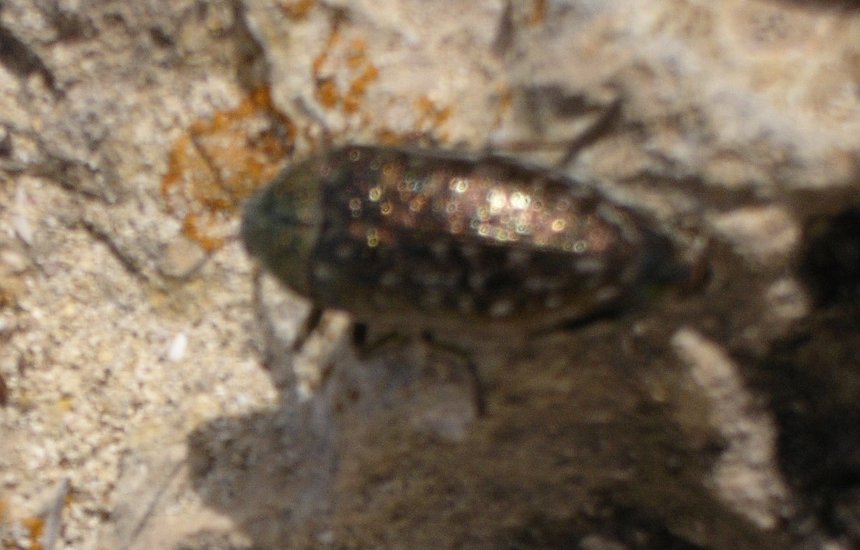 Julodis onopordi lampedusanus  a Lampedusa